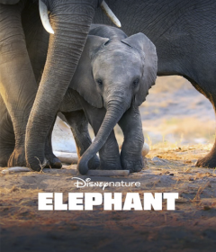 فيلم Elephant 2020 مترجم للعربية