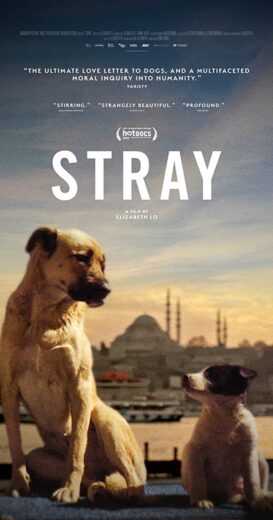 فيلم Stray 2020 مترجمة للعربية